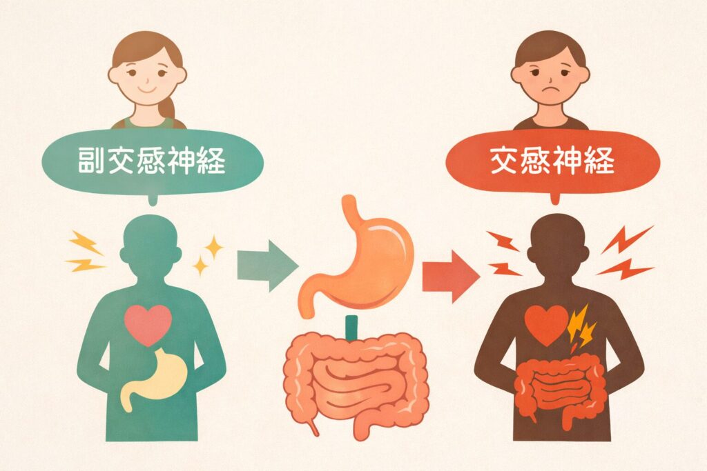 自律神経(交感神経と副交感神経)と胃腸の関係を示すイラスト図解